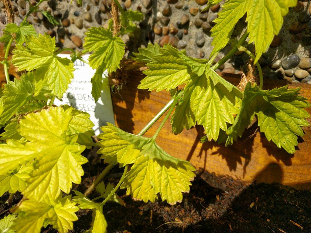 Strung up hops Colonel Sponsz's Shared Items